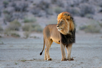 Big male African lion (Panthera leo), Kalahari, South Africa