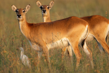 Female red lechwe antelopes (Kobus leche), southern Africa