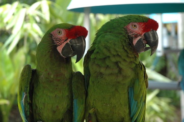 Two green parrot's