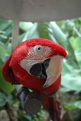 Red parrot