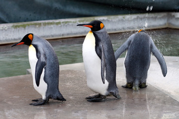 Königspinguine