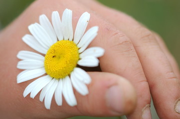 g&auml;nsebl&uuml;mchen in der Hand