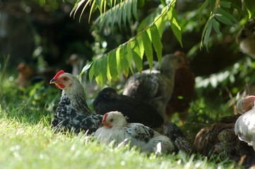 Freilaufende Hühner