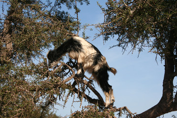 Kletterziege in einem Arganienbaum bei Essaouira - Marokko