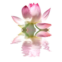 fleur rose de lotus