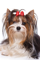 Yorkshire terrier puppy on white