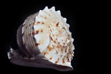 Seashell