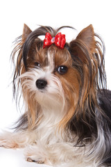 Yorkshire terrier puppy on white