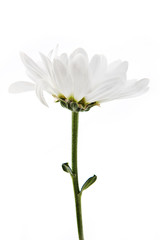 Camomile isolated on white background