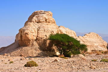 Arabian desert