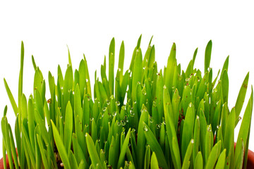Obraz na płótnie Canvas grass in drops of dew
