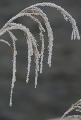霧氷のススキ