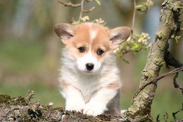 Attention craquant !