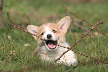 Trop rigolo petit Welsh Corgi occupé avec sa brindille