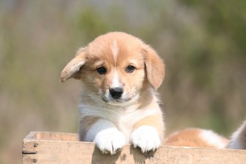 Trop mignon petit bout