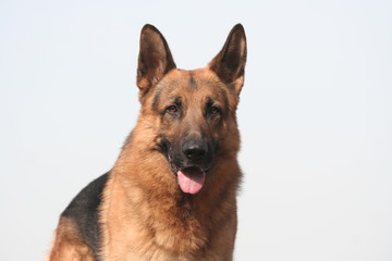Portrait d'un superbe chien