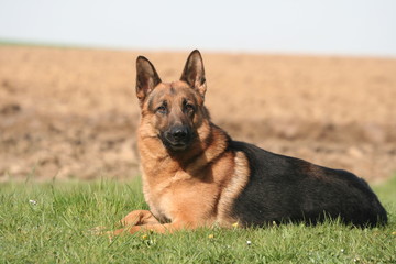 Berger Allemand couché gentiment