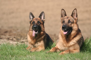 Couple de Bergers Allemands couchés de face