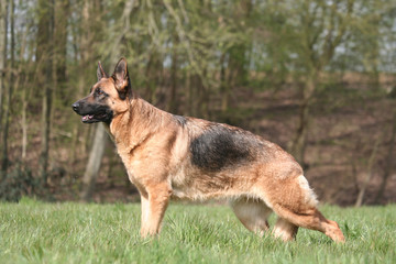 Berger Allemand en arrêt de profil © Dogs
