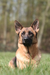 Beau Berger Allemand couché de face