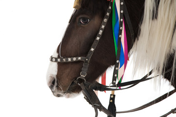 horse
