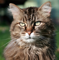 Portrait of a Young Cat