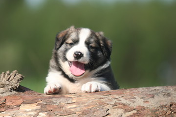 le regard joyeux du chiot border collie