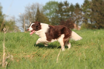 border collie en train de courrir dans le jardin