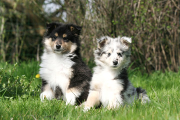 Jeune Border Collie Scrutant Le Ciel Wall Mural Wallpaper Murals Dogs