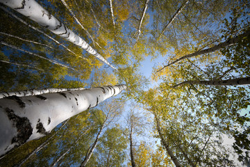 Looking up
