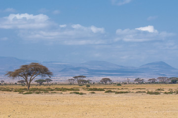 tree in savannah, typical african landscape