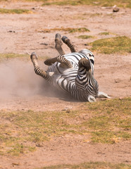 Fototapeta na wymiar zebra taking dust bath