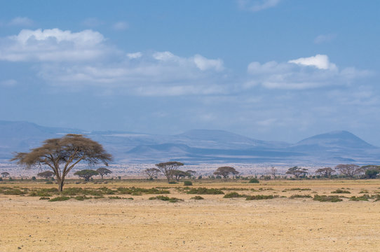 Eenzame acacia in de Afrikaanse savanne