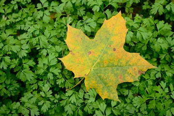 autumn leave on green sprouts