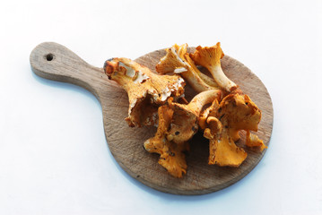 Finferli - Cantharellus cibarius