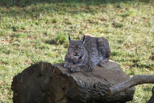 Lince boreal