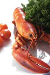 Homard
