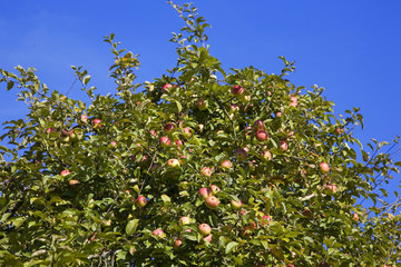 pommes mûres dans l'arbre et ciel bleu