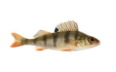Small perch isolated on white background