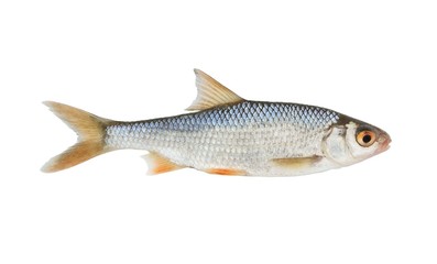 Fresh roach fish isolated on white background