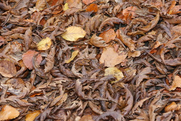 some leaf on the floor during autumn