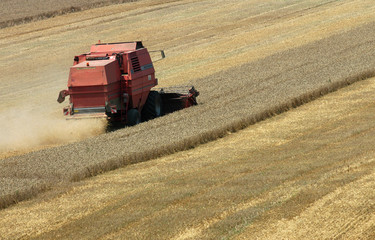 Obraz premium red harvester