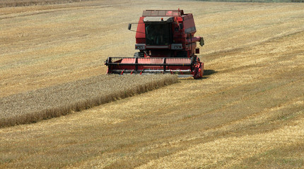 Obraz premium red harvester