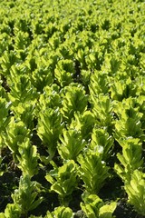 Green lettuce country in Spain