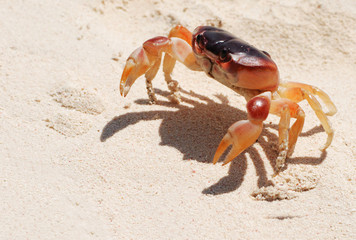 Fototapeta na wymiar Crab on a beach