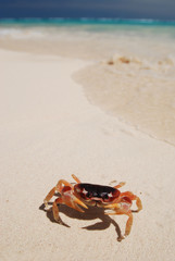 Crab on a beach