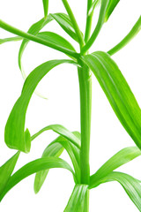 Lily stem