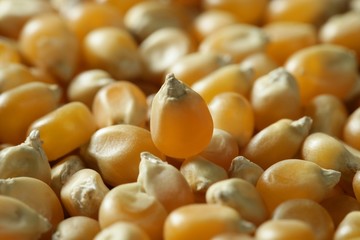 Dried macro corn seeds in orange color