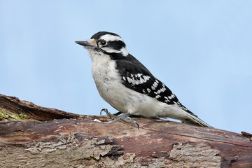 Female Downy Woodpecker (picoides pubescens)