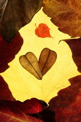 Autumn leaves in frame composition, golden transparent